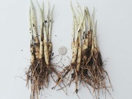 CZOSNEK NIEDŹWIEDZI CEBULKI SADZONKI 20 SZTUK POLECAM