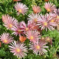 Słonecznica Coopera 'Mesa Verde' P9