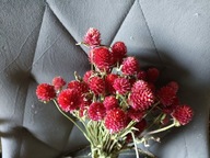 gomfrena czerwona suszona naturalna bukiet kwiaty suszone