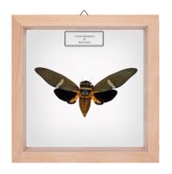 Cykada w gablotce Tosena melanoptera