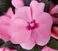Niecierpek NG Impatiens Magnifico Soft Pink KWIATY DO PÓŁCIENIA