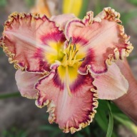 Liliowiec Sink Intu Your Eyes