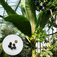 Ensete ventricosum – bananowiec abisyński | 5 NASION + instrukcja