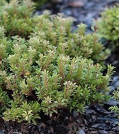 PIERIS JAPOŃSKI MINOR Kompaktowy Akcent Wiecznie Zielonego Ogrodu