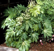 Fatsja SPIDER`S WEB ,2L