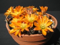 Kaktus ,Rebutia, Mediolobivia pygmaea v. rutiliflora RH 327