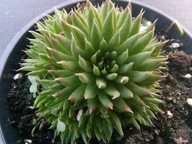 Rojnikowiec mongolski MINOR ciemnozielony