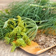 Koper ogrodowy Krezus - najlepsze nasiona kopru - duża paczka XXL 10g