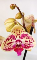 PHALENOPSIS storczyk el aloha 5