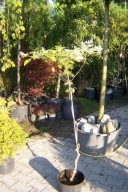 Hortensja pagoda azalia dąb buk wiąz platan inna