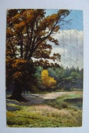 ZAGINIONY ŚWIAT STARY DĄB W JESIENNEJ SZACIE