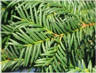 ŻYWE NATURALNE GAŁĄZKI Z CISA 50 SZTUK PO 50 CM NA OZDOBY ŚWIĄTECZNE WIANKI