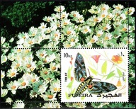 **831 FUJEIRA - MOTYLE ? ĆMY?