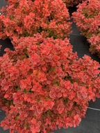 Berberys 'Red Hot Chilli' | MROZOODPORNY | CIEMNOCZERWONE LIŚCIE Z OBWÓDKĄ