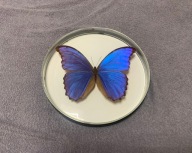 Motyl w okrągłej ramce 18x18 cm - MORPHO Didius - PERU