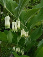 kokorycz wonna 3 szt