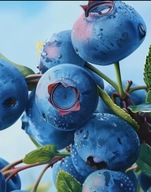 Borówka amerykańska ,,SPARTAN'' duże owoce, długi okres owocowania