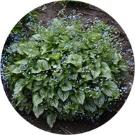 Brunera wielkolistna Sea Heart