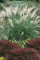 MISKANT CHINSKI LITTLE KITTEN KARZEŁ