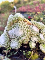 Rojnik Angels Face mini rojnik z pajęczynką sukulent na słońce nie marznie