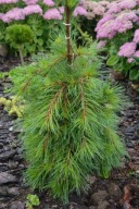 PŁACZĄCA MINIATURKA, HIT Sosna wejmutka 'Pendula WB' Pinus strobus