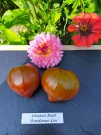 Pomidor Linneus Heart czekoladowe serce z USA nasiona kolekcjonerskie