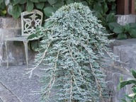 Jałowiec płożący 'ICY BLUE' | Juniperus horizontalis