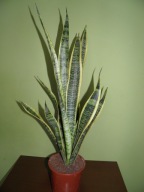 Sansewieria wężownica sadzonka w doniczce 50cm