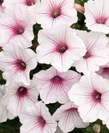 Supertunia Vista “Silverberry” P10 BIAŁO-RÓŻOWA, gęsta sadzonka