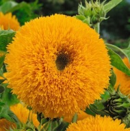 Słonecznik ozdobny Pełny / niski - 50 nasion