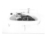 Pocztówka - Kotka w umywalce albo The bathroom is out of order ...