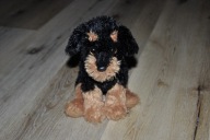 pluszak maskotka piesek Rottweiler Brutus
