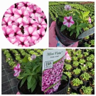 Supertunia Vista mini Pink Star