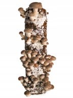 SHIITAKE TWARDNIK JAPOŃSKI SHITAKE GOTOWE PODŁOŻE