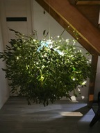 Duża kula jemioły na pniu Okazała dekoracja świąteczna Wnosi magię Swiąt