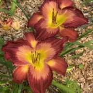 Liliowiec Mars Attacks.