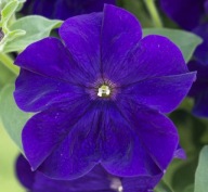 Petunia WIELKOKWIATOWA Fanfare Blue zwisająca