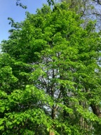 Lipa szerokolistna drzewo pięknie pachnie miododajna śliczne kwiaty lipy