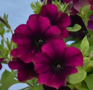 Petunia hybrida Capella Mullberry ZWISAJĄCA CIEMNA