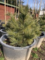 SOSNA LIMBA 'PINUS CEMBRA' wys ok. 60CM wys. FOTKI