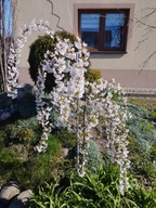 Wiśnia śnieżna PENDULA