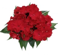 Niecierpek Impatiens Rokoko Nanette KWIATY pofalowane