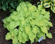 Hosta Funkia Silver Threads and Golden Needles P9