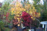 Klon dissectum żółty Emerald japoński szczepiony palmowy przewieszony inny