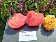 Pomidor Budinovka Red odmiana heirloom bawole serce nasiona kolekcjonerskie