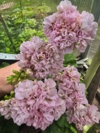 Pelargonia -Vivat Vintage - sadzonka