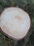 Świerk plaster drewna 8 sztuk średnica 25-30cm grubość 2 cm