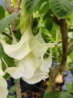 Brugmansia datura Flowerdream
