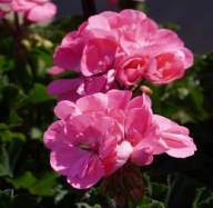 Pelargonia JASNA RÓŻOWA zonale Dolce Vita Anne Pink