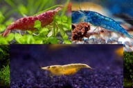 Krewetki akwariowe Neocaridina: Red Cherry, Yellow Neon i Blue Velvet 9 szt